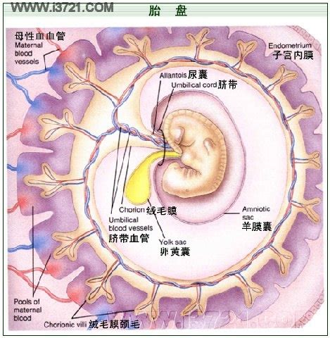 胎盘长什么样|胎盘的结构和功能